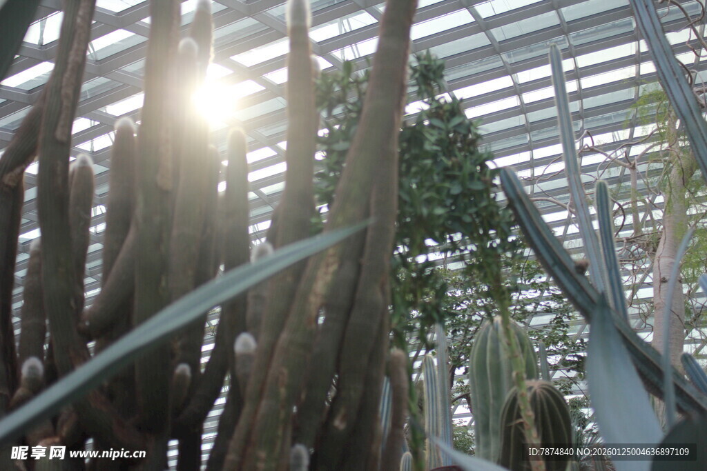 阳光洒落温室中的植物