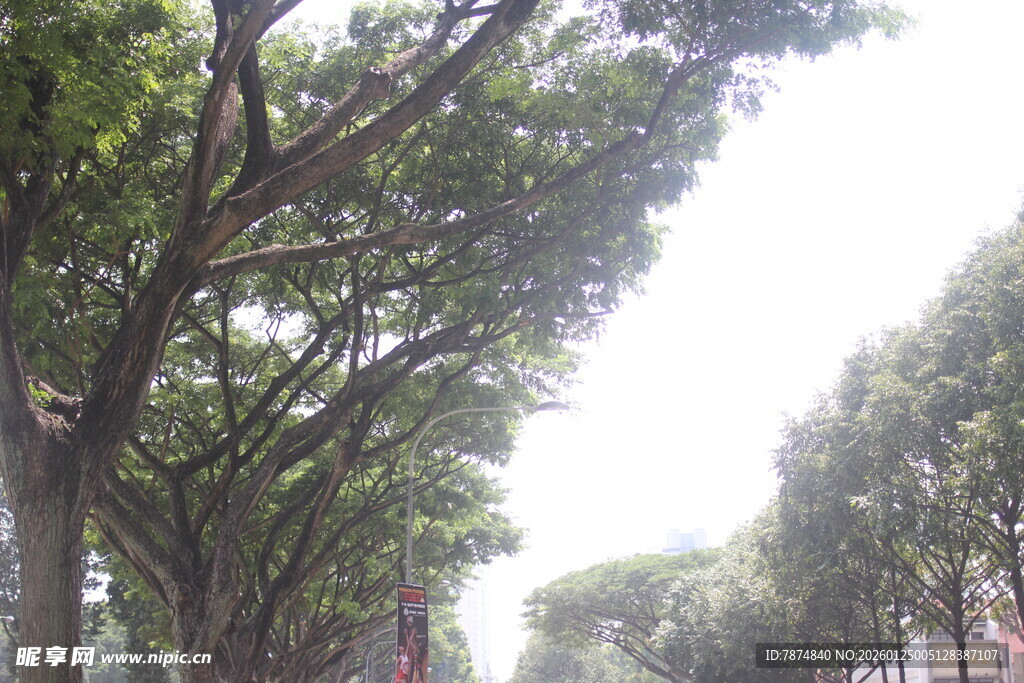 林荫大道 绿意盎然的街景