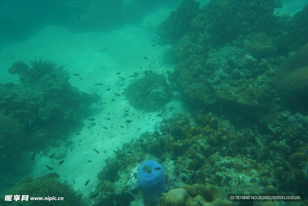 海底珊瑚间的蓝色生物