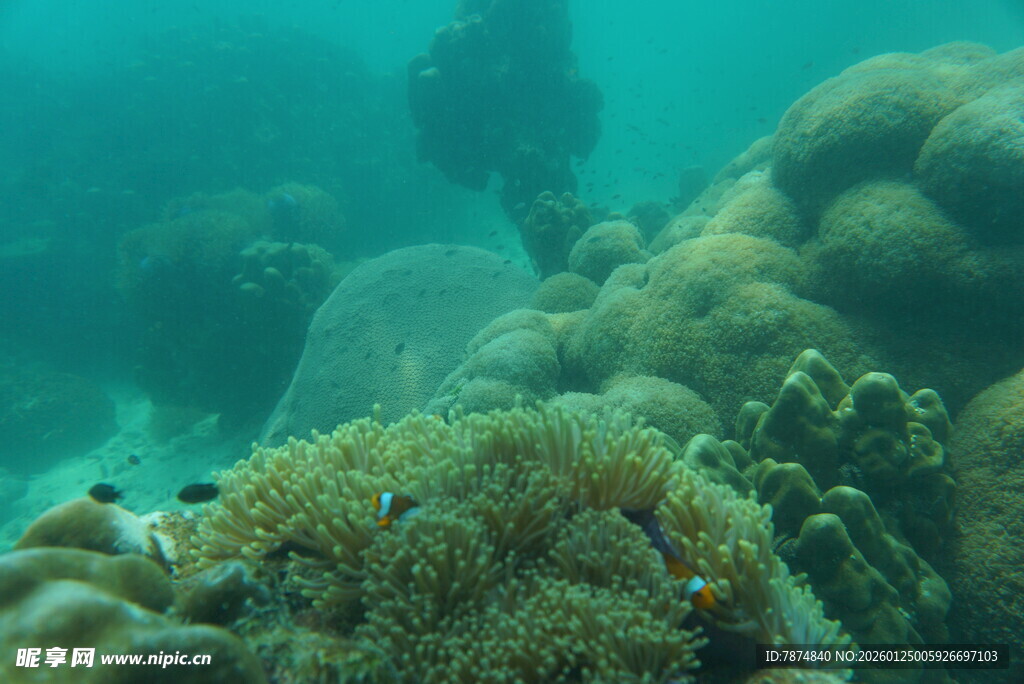 海底多彩珊瑚景观