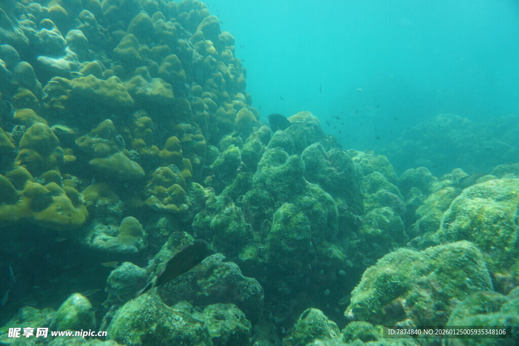 海底繁茂的珊瑚景观