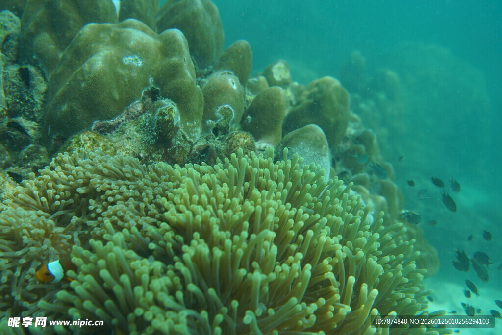 海底多彩珊瑚景观