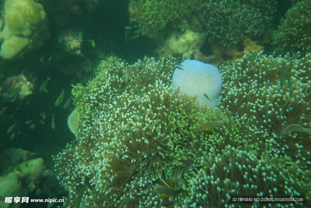 海底珊瑚丛中的白色生物