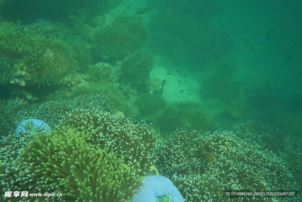 海底繁茂的珊瑚景观