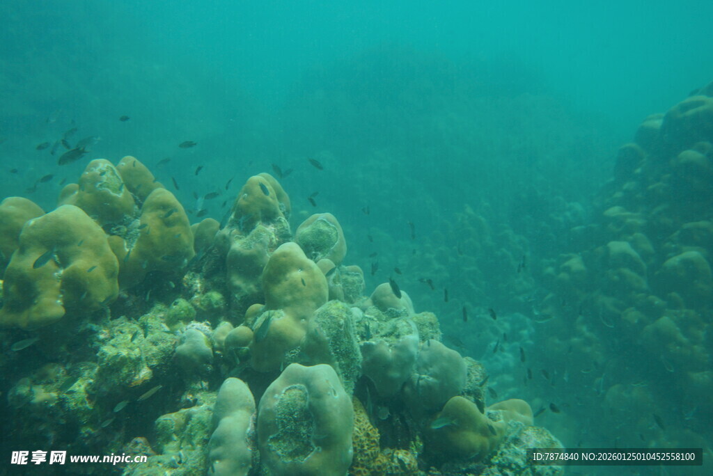 海底多彩珊瑚景观