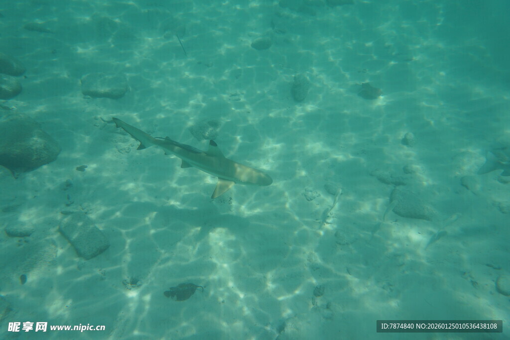 清澈海水中的游动小鱼