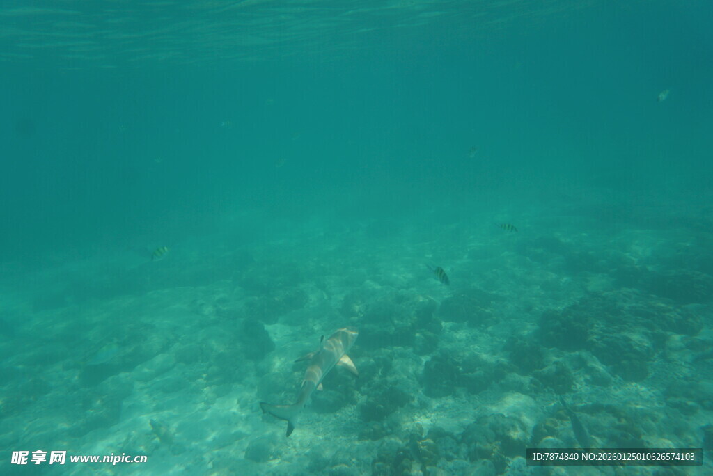 海底景象 一人水下畅游