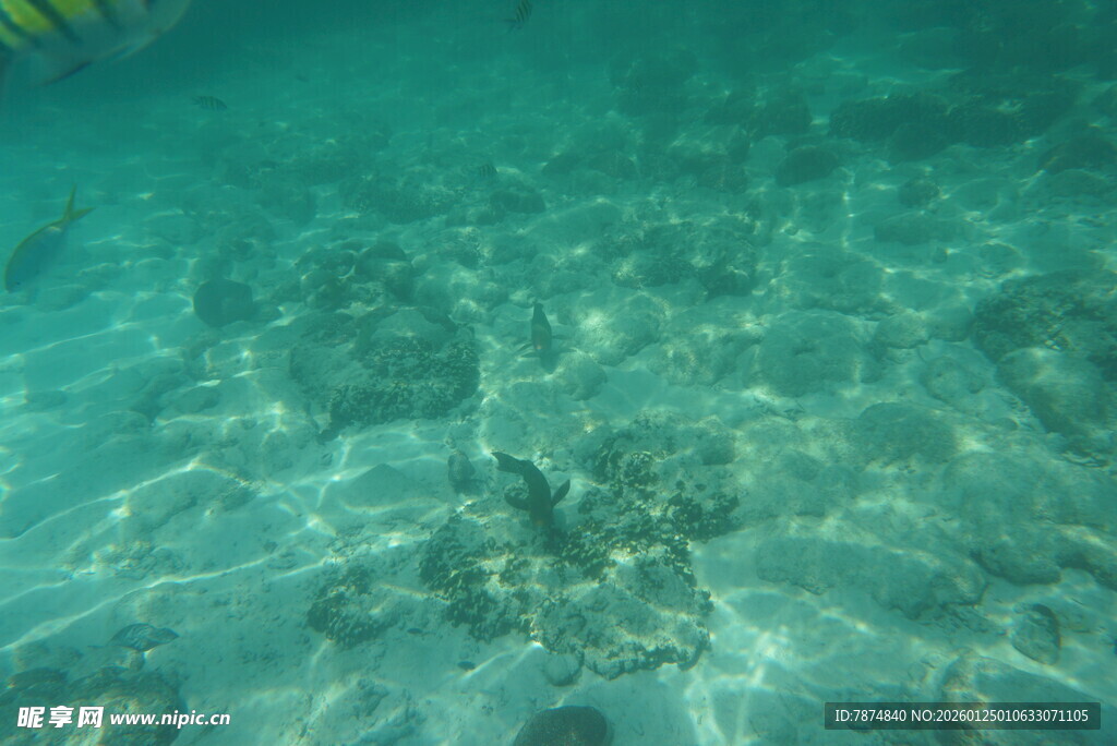 清澈海底世界的美丽景象