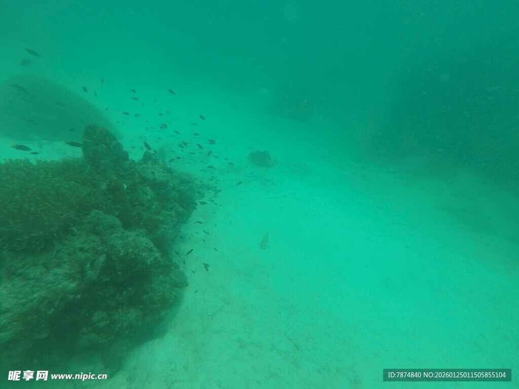 海底景象 可见绿色珊瑚
