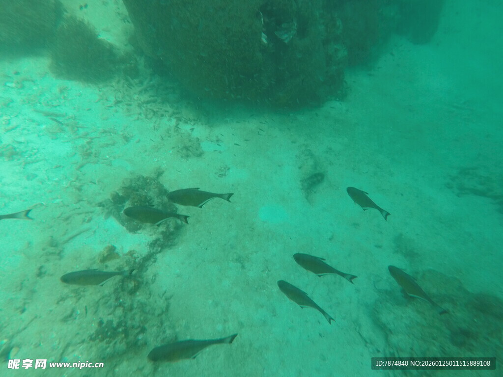 海底游动的一群小鱼