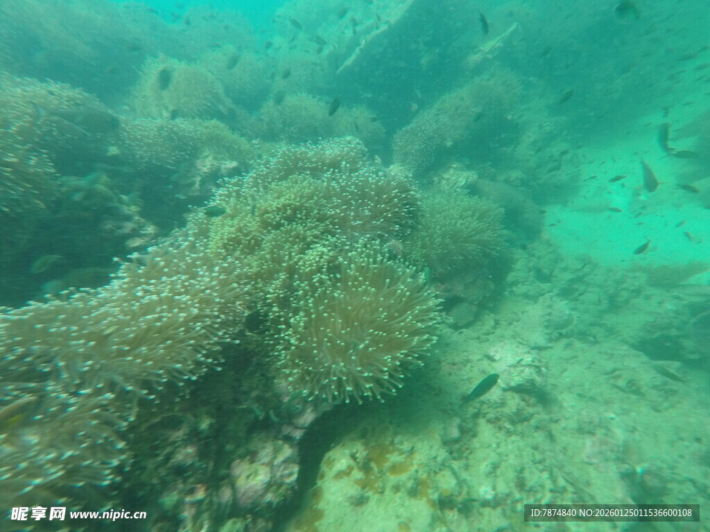 海底珊瑚景观