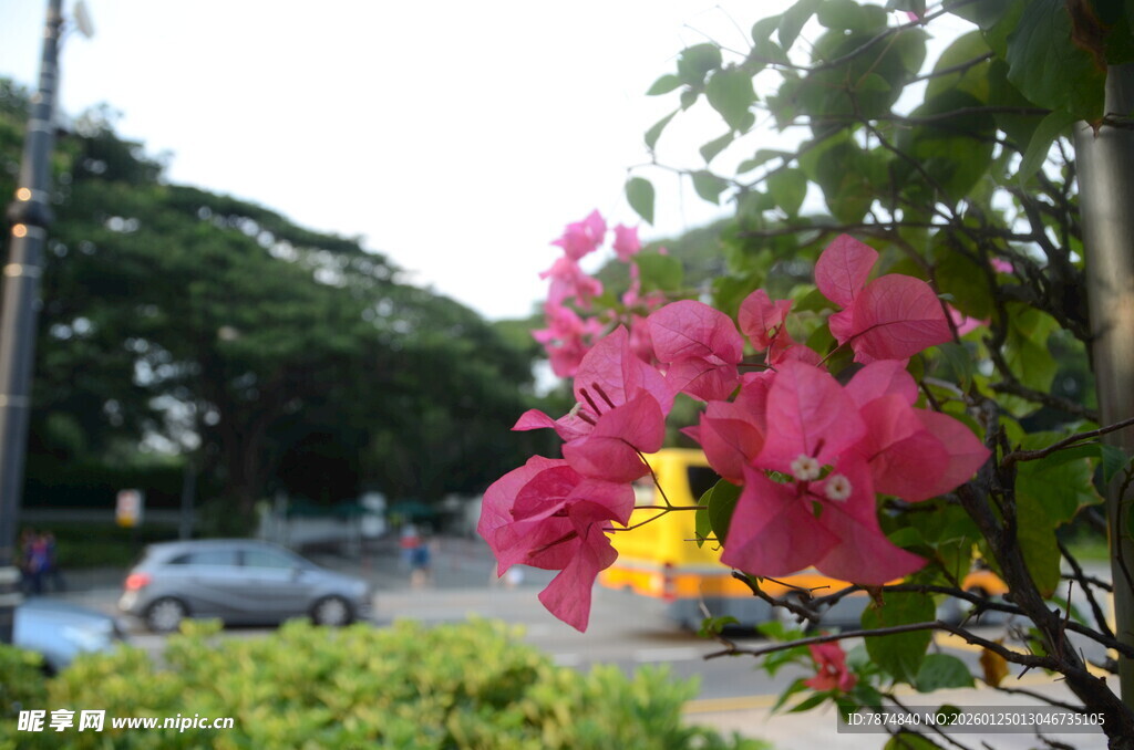 路边绽放的艳丽三角梅
