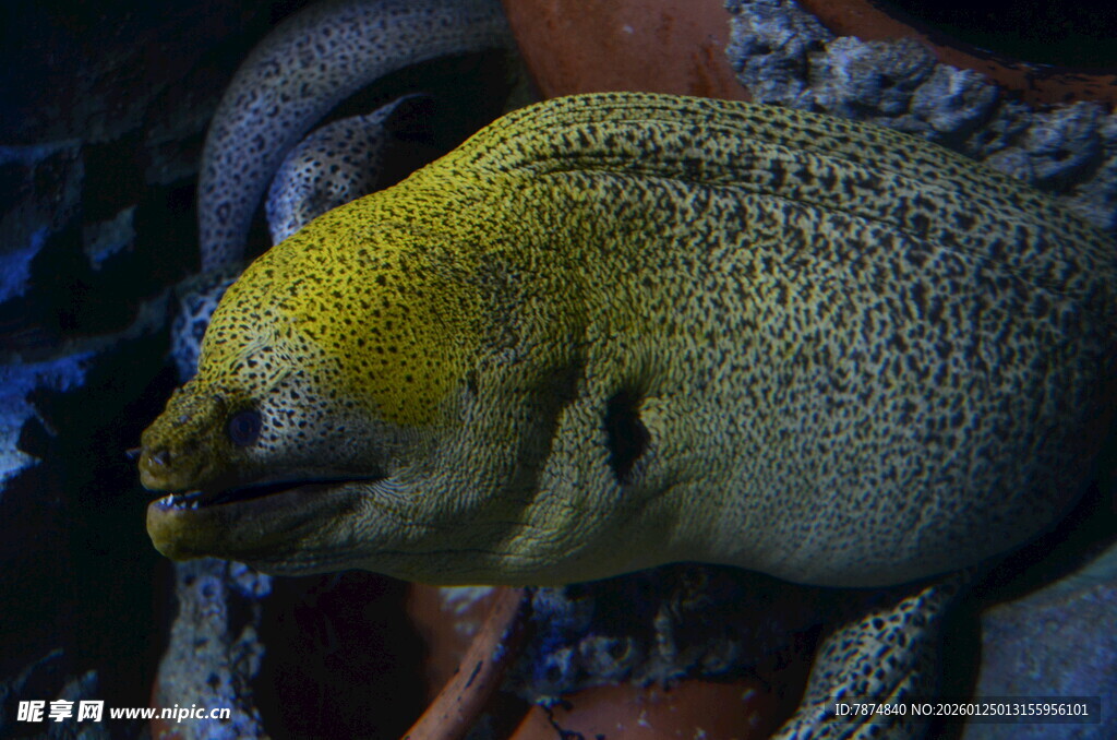 黄色海鳗特写
