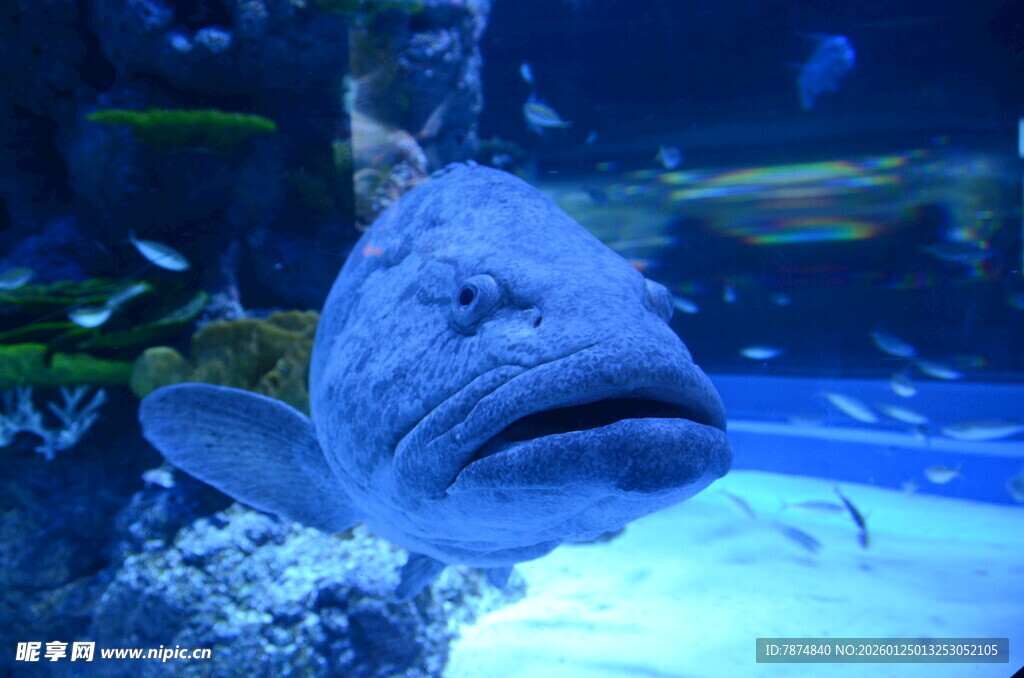 水族馆中的奇特大鱼