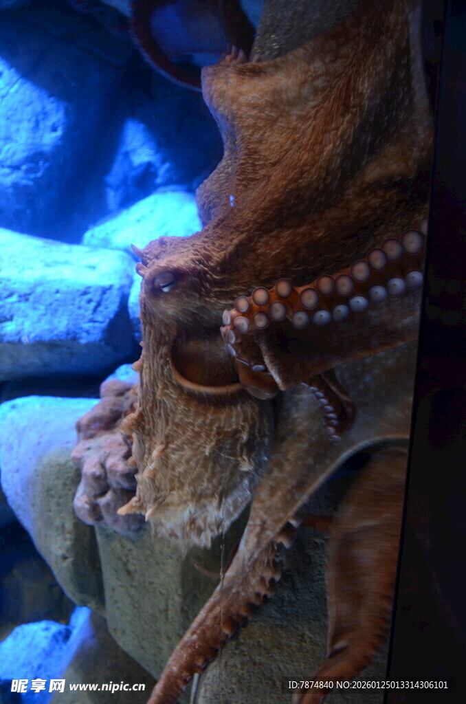 水族馆中的神秘章鱼