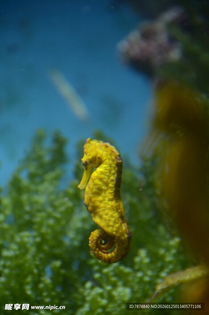 黄色海马藏身绿色海草中