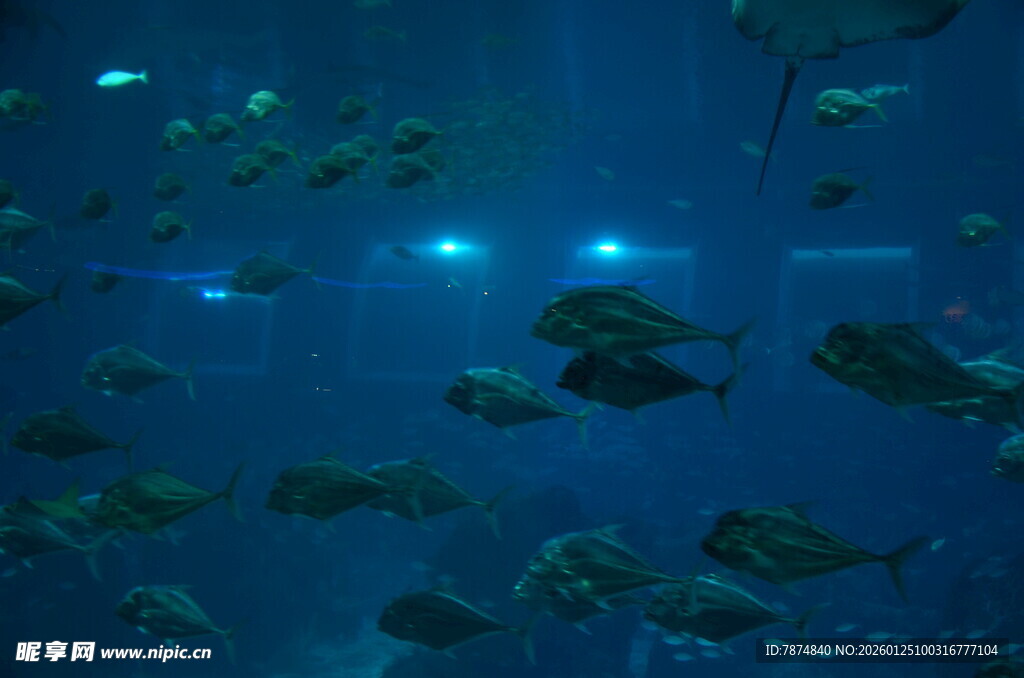 深海中游动的多彩鱼群