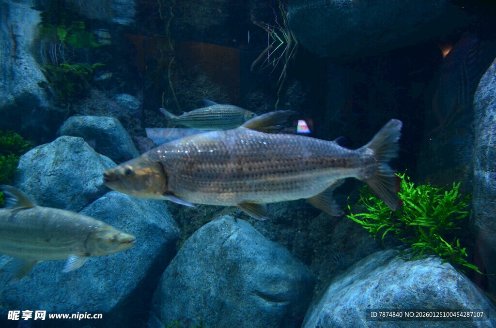 水族馆中的灵动鱼类