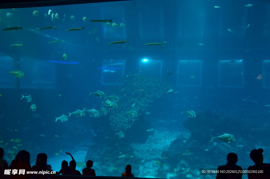 观赏大型水族馆奇妙景象