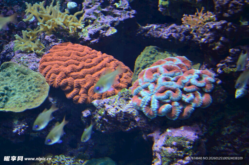 海底多彩珊瑚与群鱼