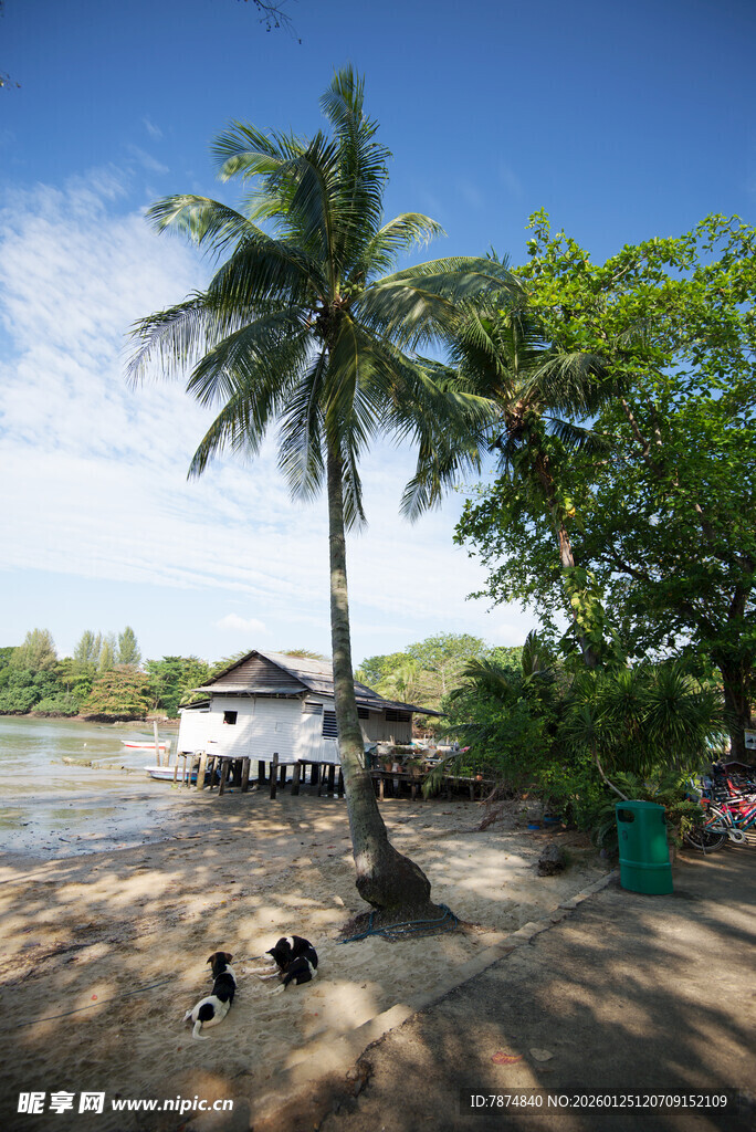 热带沙滩旁的椰树与小屋 新加坡