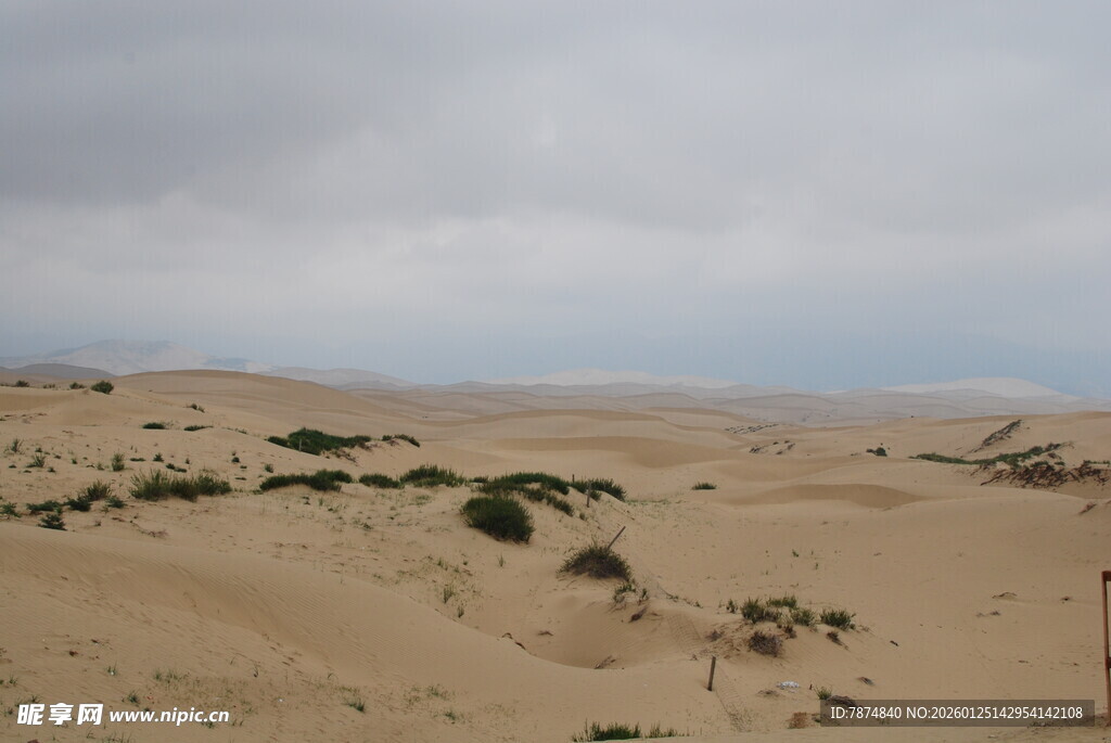 沙漠中的零星绿植景观