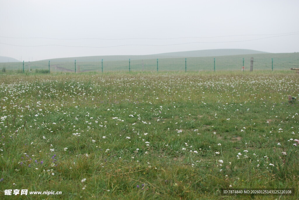 广袤草原上的点点白花
