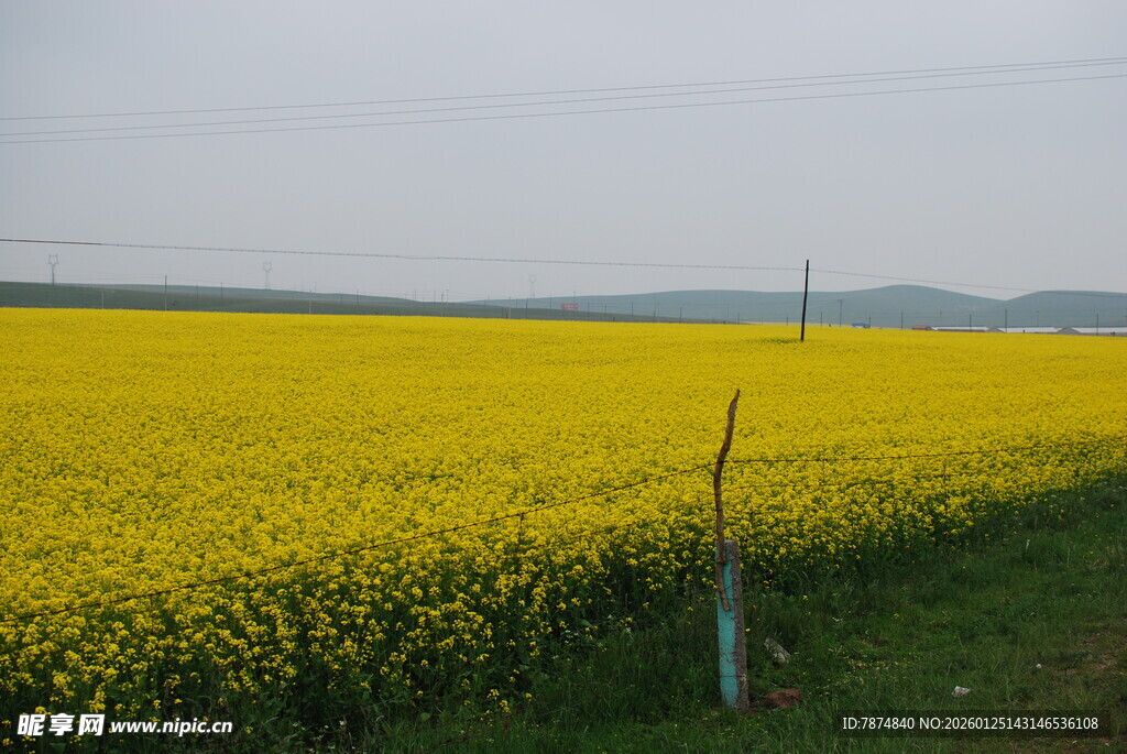 金黄油菜田 田园好风光