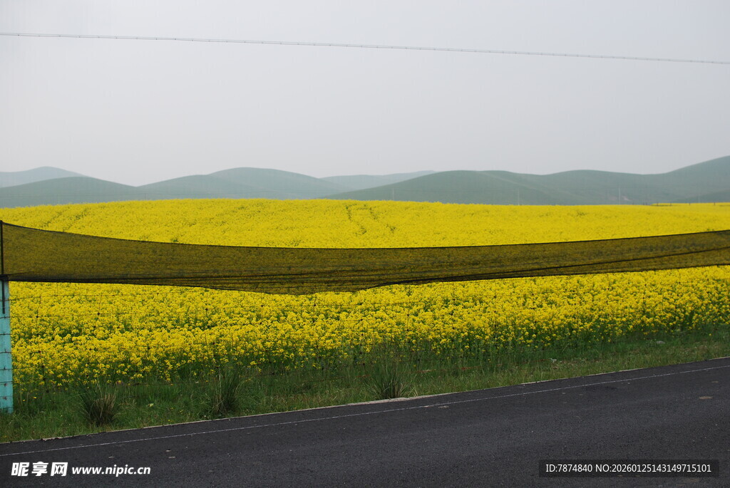 公路旁的灿烂油菜花海