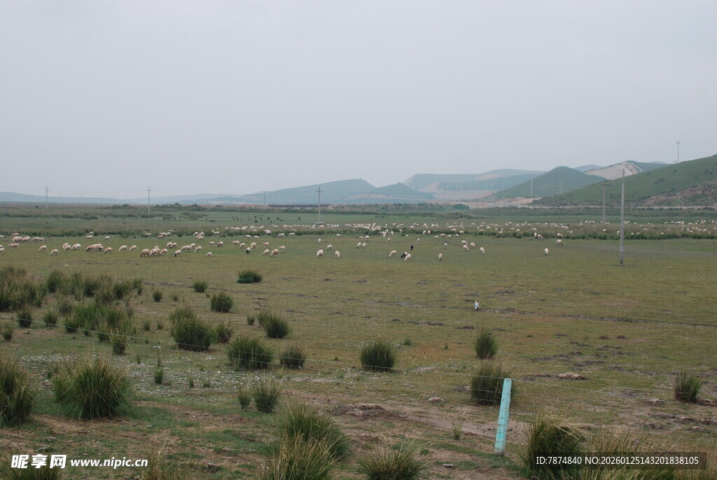 广袤草原上的零星植被