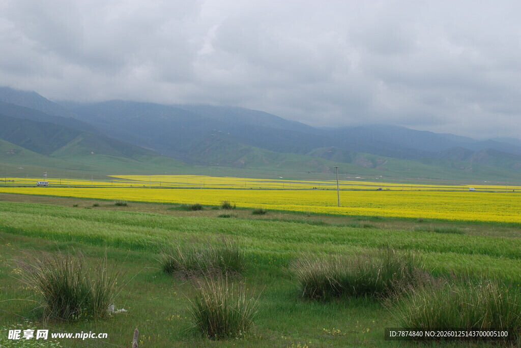 草原上的金黄油菜花田