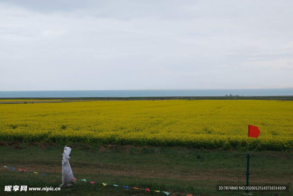 草原上的油菜花海与行人