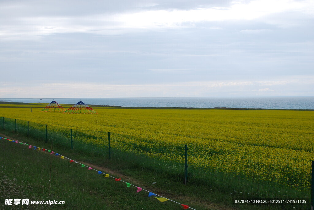金黄油菜田 田园风光美