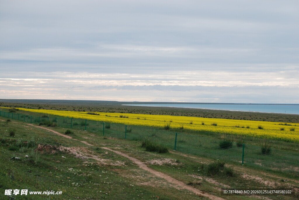 广袤田野中的灿烂油菜花田