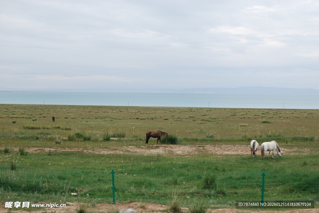 草原上的两匹马