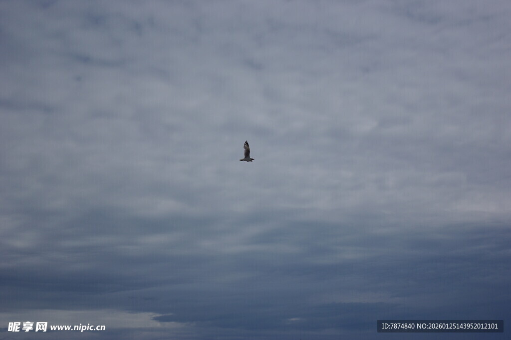 天空中飞翔的独鸟