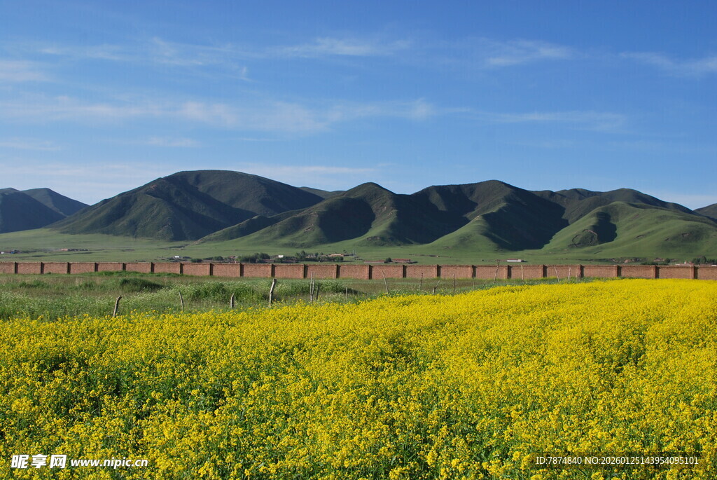金黄花田与远山美景