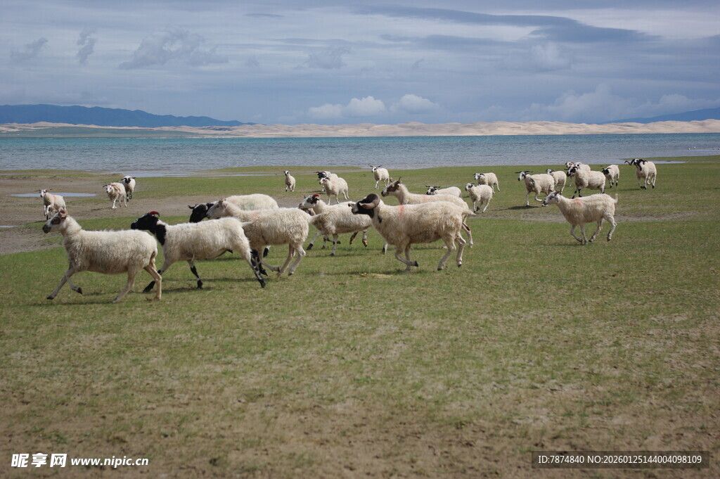 草原上的羊群
