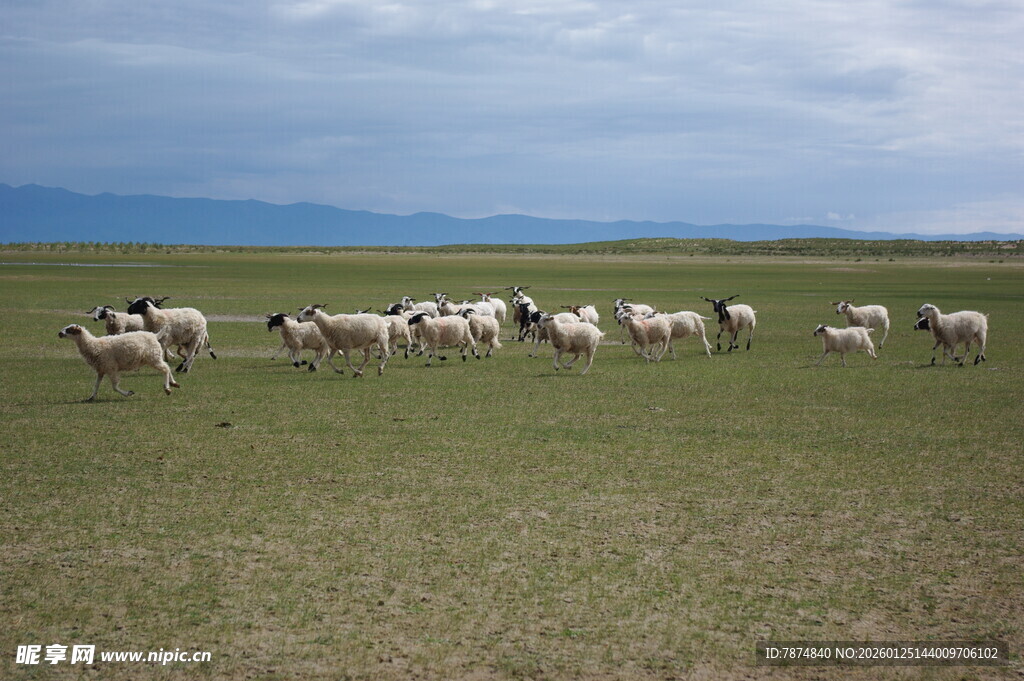 草原羊群