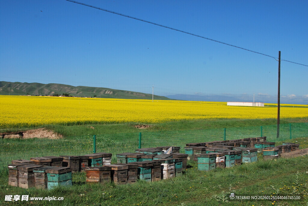 田野中的蜂箱