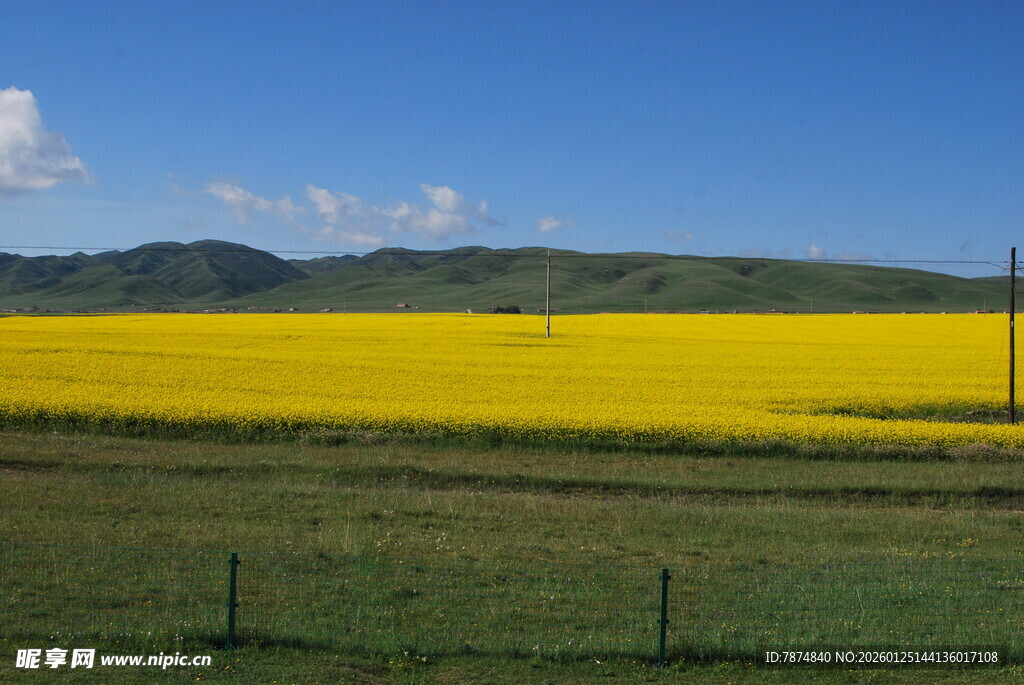 金黄油菜田与蓝天绿野