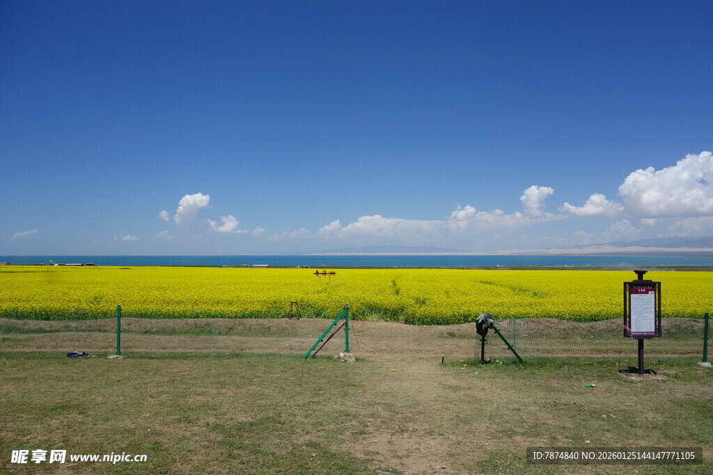 金黄油菜田与蓝天美景