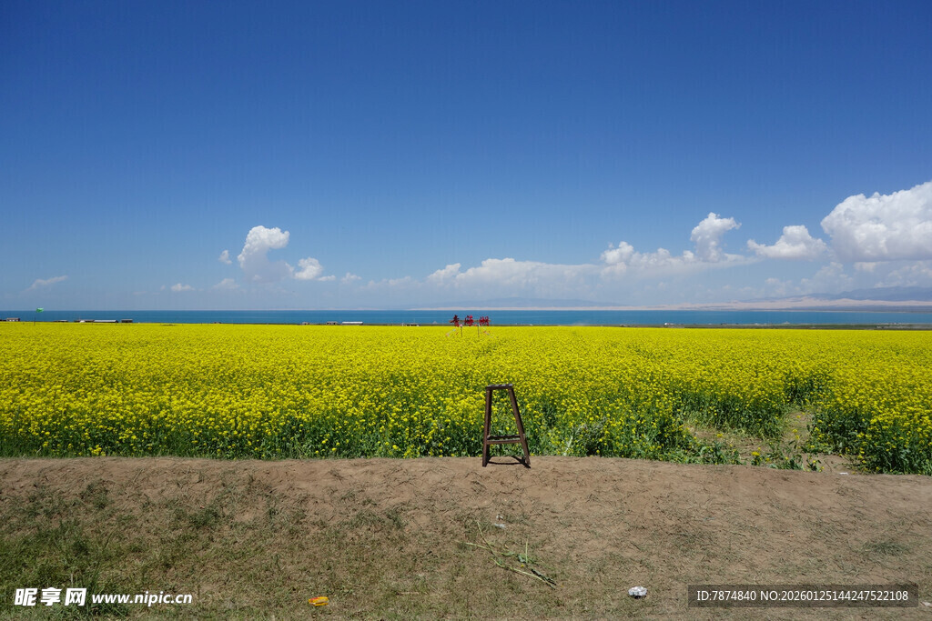 金黄油菜田 蓝天白云相伴