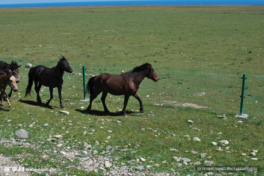 草原上漫步的几匹骏马