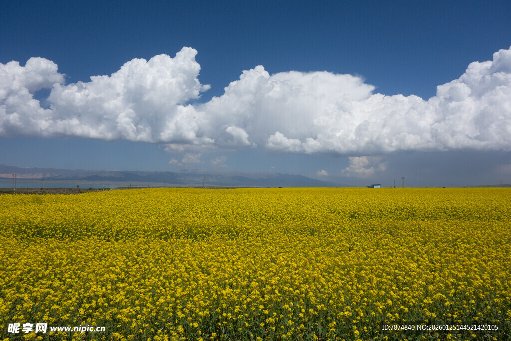 金黄花海与蓝天白云美景