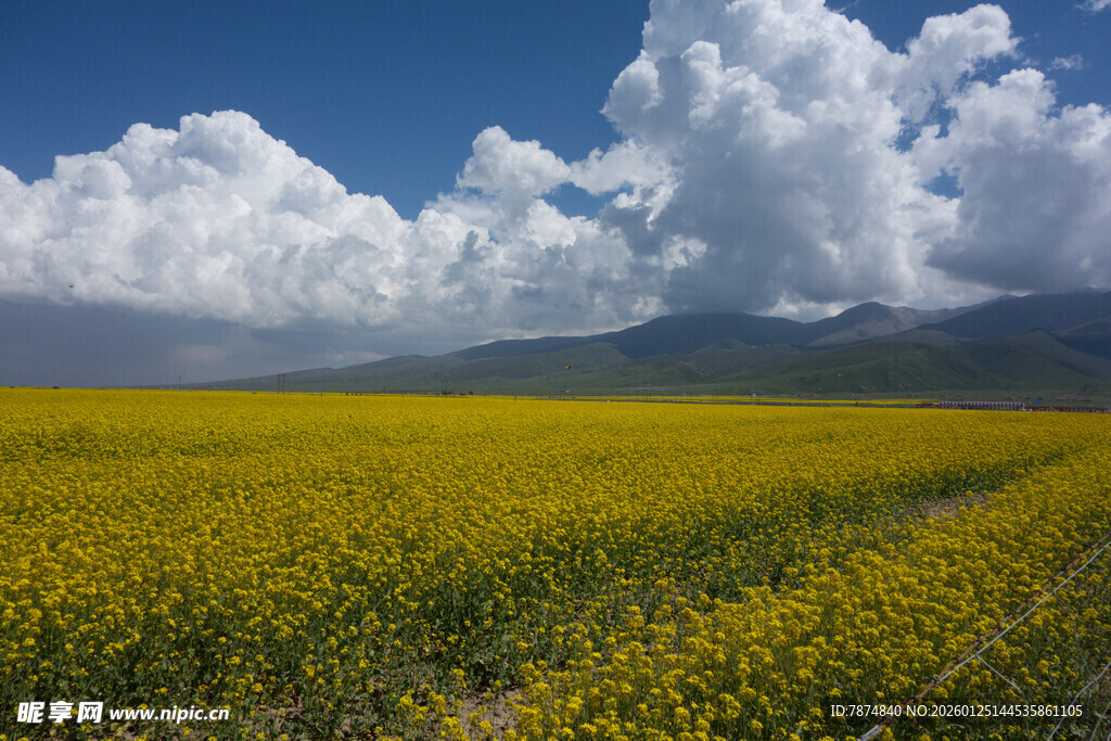 金黄油菜花海与蓝天白云