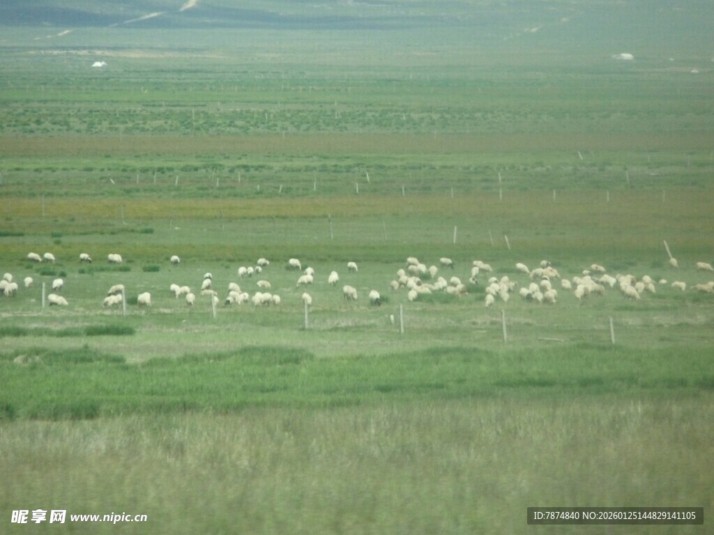 草原上的羊群