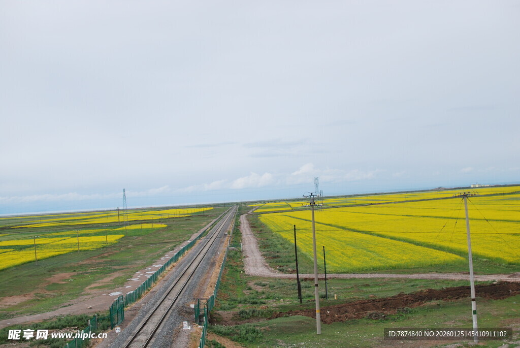 铁路穿行于金黄油菜田