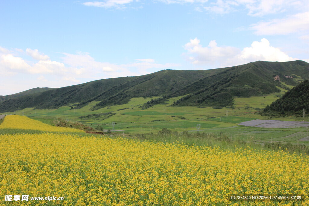 草原上的金黄油菜花田