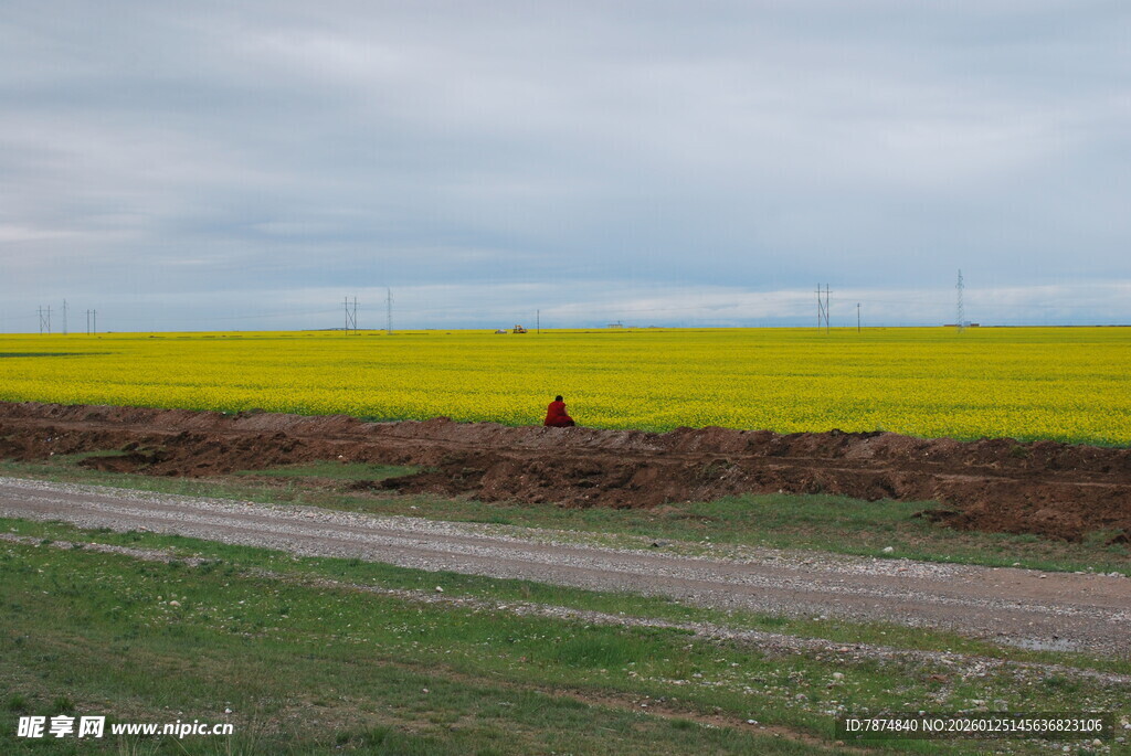 田野中的灿烂油菜花田